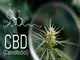 cbd-was-ist-das-eigentlich