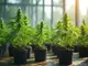 14-cannabis-anbauvereinigungen-in-sachsen-anhalt-genehmigt-schwarzmarkt-bleibt-aktiv