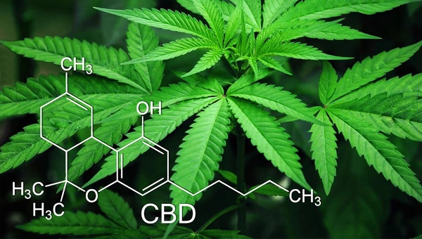 CBD entschlüsselt: Was bedeutet die Abkürzung?