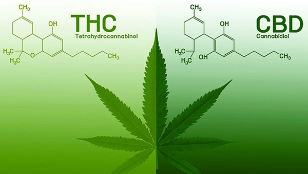 CBD vs. THC: Die Unterschiede auf einen Blick,