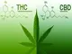 cbd-vs-thc-die-unterschiede-auf-einen-blick