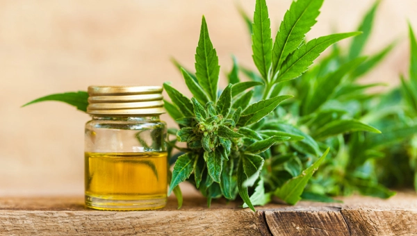 CBD-Öl: Dosierung, Vorteile und Nebenwirkungen