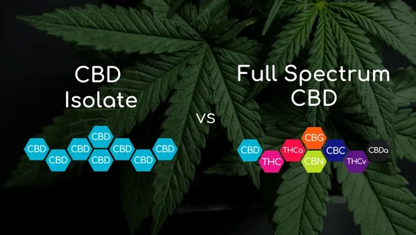 Vollspektrum vs. CBD-Isolat: Was ist besser?