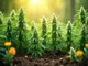 amerikanische-cannabis-sorten-das-beste-aus-uebersee