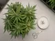 autoflower-haben-samen-warum-das-passiert-und-was-du-tun-kannst