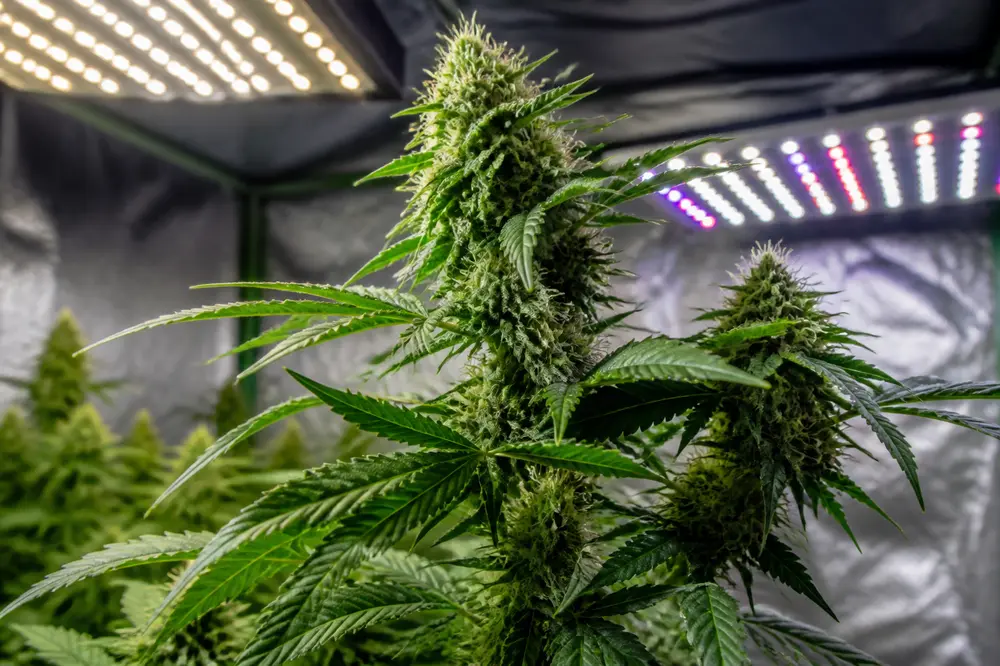 Autoflower Samen Lichtzyklus: So holst Du das Beste aus Deinen Pflanzen heraus