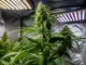 autoflower-samen-lichtzyklus-so-holst-du-das-beste-aus-deinen-pflanzen-heraus
