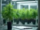 bmg-plant-strengere-regeln-fuer-medizinisches-cannabis-und-neue-entwicklungen-bei-cannabis-clubs