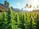 california-love-die-besten-cannabis-sorten-aus-cali