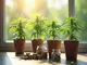 cannabis-anbau-als-investment-lohnt-es-sich