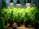 cannabis-anbau-das-ganze-jahr-ueber-im-wintergarten-erfolgreich