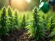 cannabis-anbau-das-richtige-giessen-fuer-maximale-ertraege