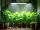 cannabis-anbau-forum-tipps-tricks-und-ratschlaege
