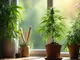 cannabis-anbau-fuer-eigenbedarf-legal-und-unabhaengig-geniessen