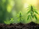 cannabis-anbau-im-zeitraffer-vom-setzling-bis-zur-ernte