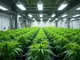 cannabis-anbau-in-deutschland-neue-standorte-positive-bilanz-und-polizeieinsaetze