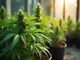 cannabis-anbau-in-europa-ein-ueberblick-ueber-die-rechtlichen-rahmenbedingungen