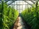 cannabis-anbau-in-holland-das-land-der-coffeeshops