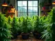 cannabis-anbau-in-kanada-wie-der-homegrow-dort-geregelt-ist