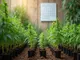 cannabis-anbau-kalender-die-wichtigsten-termine-fuer-das-erfolgreiche-wachstum