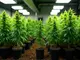 cannabis-anbau-techniken-von-main-lining-bis-sog