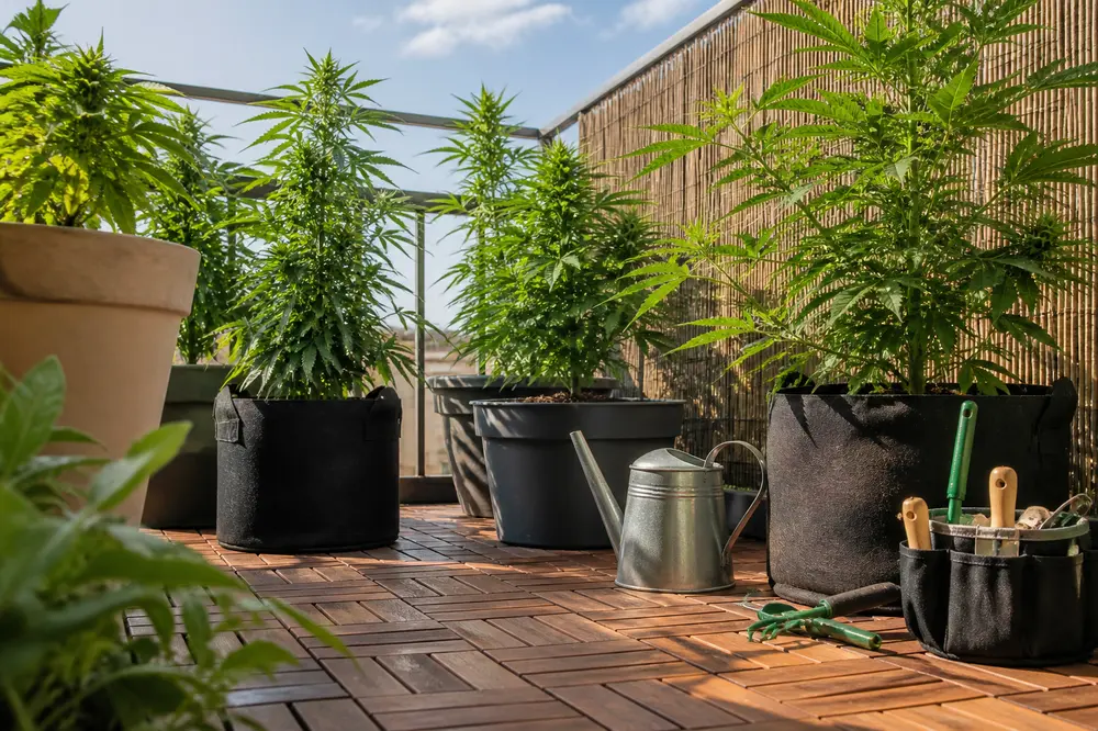 Cannabis auf dem Balkon erlaubt: Welche Regeln für Dich gelten