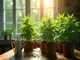 cannabis-club-seegras-in-haltern-plant-legalen-anbau-suche-nach-immobilie-laeuft