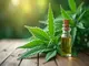 cannabis-die-molekulare-wirkung-im-koerper-erklaert