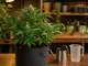 cannabis-duenger-wie-oft-in-der-wachstums-und-bluetephase
