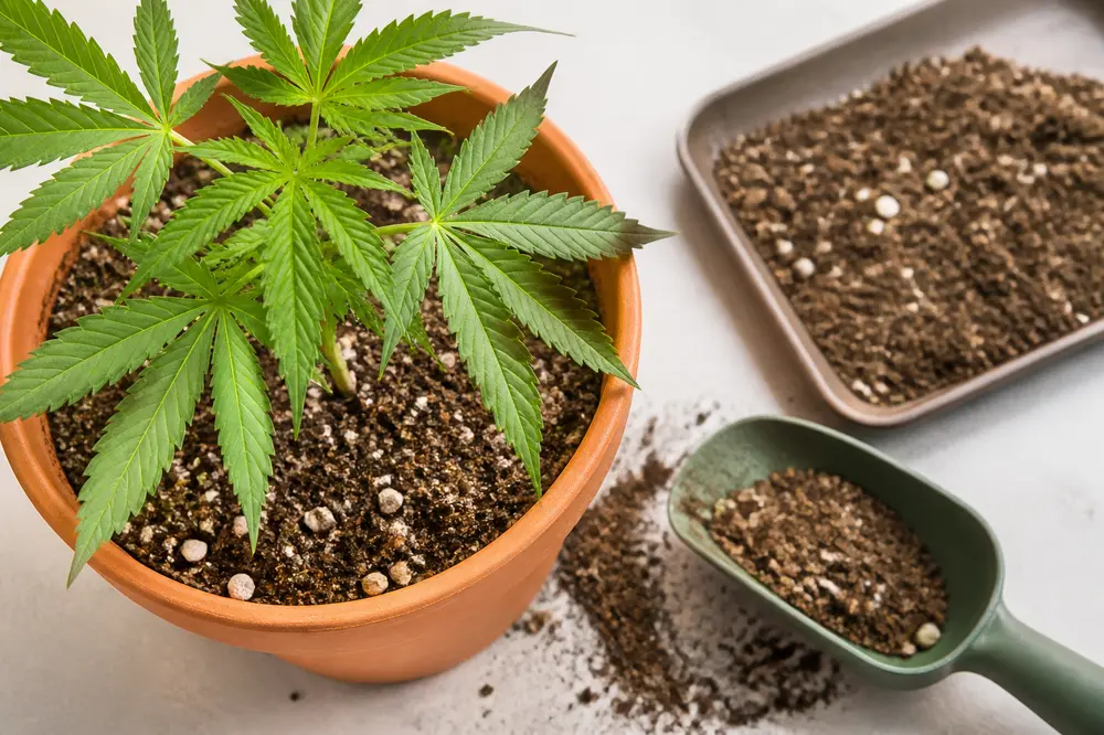Cannabis erde light mix: Wann sie die beste Wahl für Deine Pflanzen ist