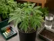 cannabis-erde-zu-scharf-ursachen-symptome-und-schonende-loesungen