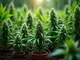 cannabis-forschung-in-deutschland-was-du-wissen-solltest