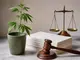 cannabis-gesetz-deutschland-bundesrat-was-du-ueber-die-aktuelle-rechtslage-wissen-solltest