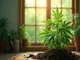 cannabis-gesetz-zugaenglichkeit-steigt-risiken-im-konsum-nehmen-zu