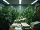 cannabis-in-deutschland-2025-mehr-suechtige-neue-gesetze-polizei-am-limit