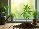cannabis-in-deutschland-demo-forderungen-klimabilanz-club-start-und-neue-regeln