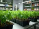 cannabis-in-deutschland-legale-clubs-polizeieinsaetze-und-neue-initiativen-im-ueberblick