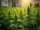 cannabis-in-deutschland-mary-jane-berlin-waechst-neue-regeln-und-debatten-entfachen-branche