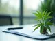 cannabis-in-deutschland-sucht-legalisierung-und-erste-anbaulizenzen-im-ueberblick