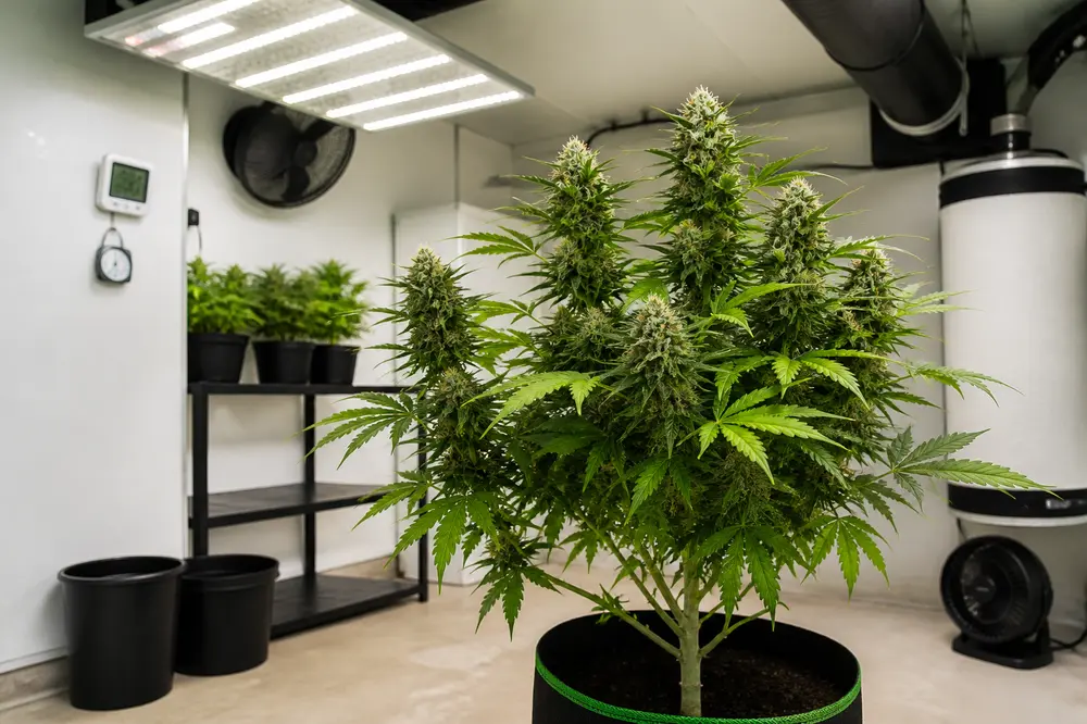 Cannabis Indoor Anbau Temperatur: So schaffst Du optimale Bedingungen