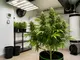 cannabis-indoor-anbau-temperatur-so-schaffst-du-optimale-bedingungen