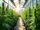 cannabis-lage-in-deutschland-entwicklungen-praevention-und-neue-anbauvereine-im-ueberblick