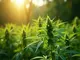 cannabis-lauterbach-verteidigt-teillegalisierung-polizei-zerschlaegt-drogenring-in-suedhessen