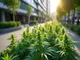 cannabis-legalisierung-2024-erste-bilanz-herausforderungen-und-gesellschaftliche-auswirkungen