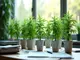 cannabis-legalisierung-in-deutschland-erste-ausgaben-kritik-und-herausforderungen-im-ueberblick