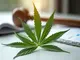 cannabis-legalisierung-kontroverse-um-risiken-neue-regeln-und-entwicklungen-in-deutschland-und-weltweit