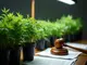 cannabis-legalisierung-mehr-heroinkonsum-bei-jugendlichen-plantagen-funde-und-neue-gesetze