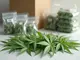 cannabis-legalisierung-mehr-konsum-rekord-beschlagnahmen-und-neue-herausforderungen