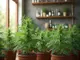 cannabis-news-clubs-wachsen-neue-regeln-prozesse-und-cbd-verkauf-in-oesterreich