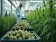 cannabis-news-erste-legale-ernte-in-hannover-weniger-konsum-bei-jugendlichen-neue-prozesse